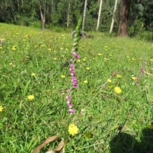 Spiranthes australis at Brogo, NSW - suppressed