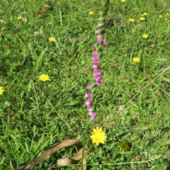 Spiranthes australis at Brogo, NSW - suppressed