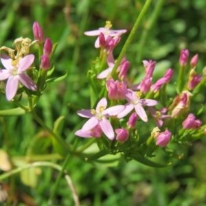 Centaurium sp. at Brogo, NSW - 19 Jan 2016