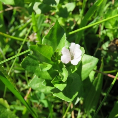 Gratiola peruviana (Australian Brooklime) at Brogo, NSW - 18 Jan 2016 by CCPK