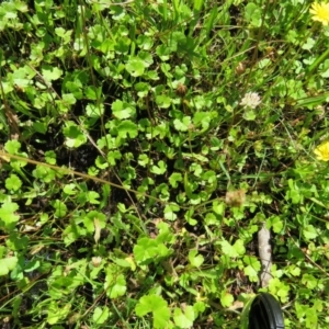 Hydrocotyle sibthorpioides at Brogo, NSW - 19 Jan 2016 10:20 AM