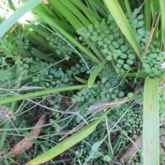 Adiantum aethiopicum (Common Maidenhair Fern) at Brogo, NSW - 18 Jan 2016 by CCPK