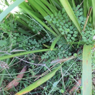 Adiantum aethiopicum (Common Maidenhair Fern) at Brogo, NSW - 18 Jan 2016 by CCPK