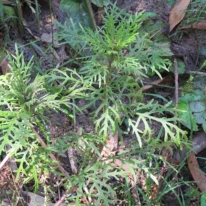 Senecio bipinnatisectus at Brogo, NSW - 19 Jan 2016