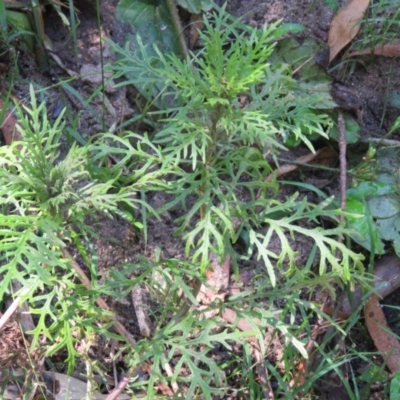 Senecio bipinnatisectus at Brogo, NSW - 19 Jan 2016 by CCPK