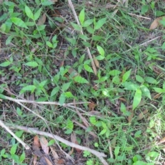 Oplismenus hirtellus (Australian Basket-grass) at Brogo, NSW - 19 Jan 2016 by CCPK