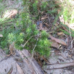Leucopogon juniperinus at Brogo, NSW - 19 Jan 2016