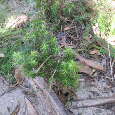 Leucopogon juniperinus (Long Flower Beard-Heath) at Brogo, NSW - 19 Jan 2016 by CCPK