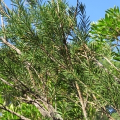 Callistemon subulatus (Dwarf Bottlebrush) at Brogo, NSW - 19 Jan 2016 by CCPK