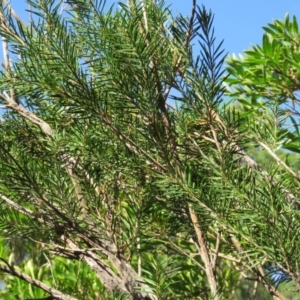 Callistemon subulatus at Brogo, NSW - 19 Jan 2016