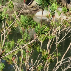 Callistemon subulatus at Brogo, NSW - 19 Jan 2016