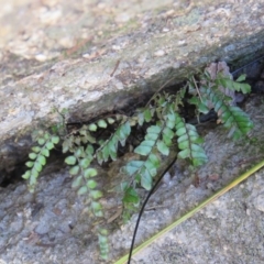 Adiantum hispidulum var. hispidulum (Rough Maidenhair) at Brogo, NSW - 19 Jan 2016 by CCPK