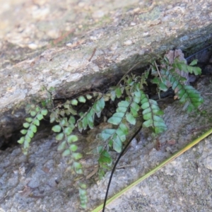 Adiantum hispidulum var. hispidulum at Brogo, NSW - 19 Jan 2016