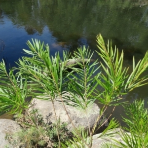 Acacia floribunda at Brogo, NSW - 19 Jan 2016