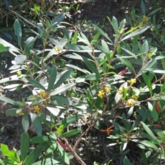 Tristaniopsis laurina (Kanooka, Water Gum) at Brogo, NSW - 19 Jan 2016 by CCPK