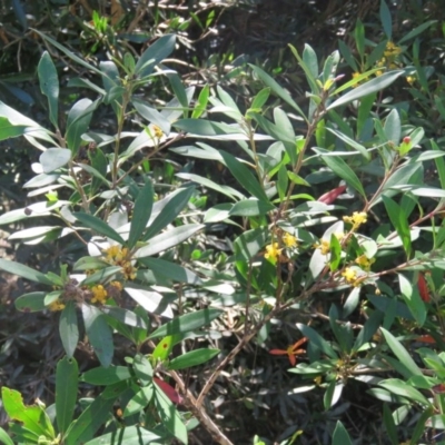 Tristaniopsis laurina (Kanooka, Water Gum) at Brogo, NSW - 19 Jan 2016 by CCPK