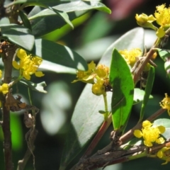 Tristaniopsis laurina at Brogo, NSW - 19 Jan 2016 10:37 AM