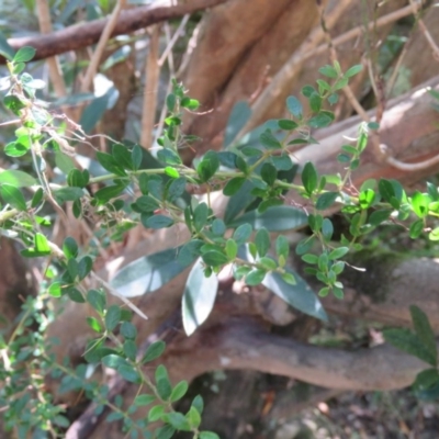 Bursaria spinosa subsp. lasiophylla (Australian Blackthorn) at Brogo, NSW - 19 Jan 2016 by CCPK
