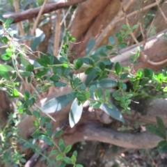 Bursaria spinosa subsp. lasiophylla (Australian Blackthorn) at Brogo, NSW - 18 Jan 2016 by CCPK