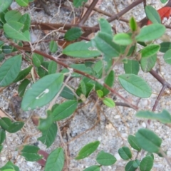 Unidentified at Brogo, NSW - 18 Jan 2016 by CCPK