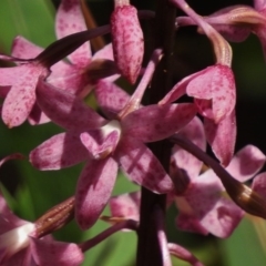 Dipodium roseum (Rosy Hyacinth Orchid) at Paddys River, ACT - 2 Jan 2017 by JohnBundock