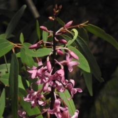 Dipodium roseum at Paddys River, ACT - suppressed