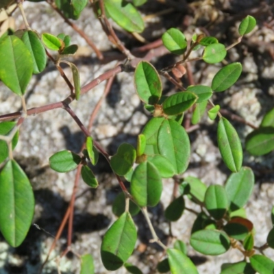 Unidentified at Brogo, NSW - 18 Jan 2016 by CCPK