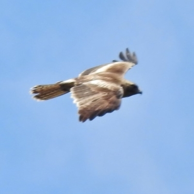 Hieraaetus morphnoides (Little Eagle) at Tidbinbilla Nature Reserve - 2 Jan 2017 by JohnBundock