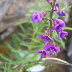 Swainsona recta (Small Purple Pea) at Kambah, ACT - 27 Sep 2009 by MatthewFrawley