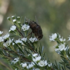 Rutilia (Rutilia) sp. (genus & subgenus) (Bristle fly) at Bruce Ridge - 31 Dec 2016 by ibaird