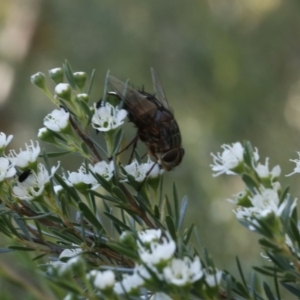 Rutilia (Rutilia) sp. (genus & subgenus) at O'Connor, ACT - 31 Dec 2016 05:55 PM