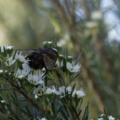 Rutilia (Rutilia) sp. (genus & subgenus) at O'Connor, ACT - 31 Dec 2016 05:55 PM