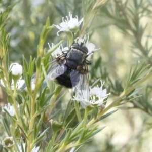 Rutilia sp. (genus) at O'Connor, ACT - 31 Dec 2016