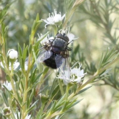 Rutilia sp. (genus) (A Rutilia bristle fly, subgenus unknown) at O'Connor, ACT - 31 Dec 2016 by ibaird