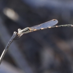 Austrolestes leda (Wandering Ringtail) at Bruce Ridge - 31 Dec 2016 by ibaird