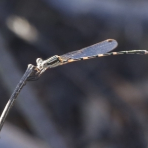 Austrolestes leda at O'Connor, ACT - 31 Dec 2016 06:18 PM