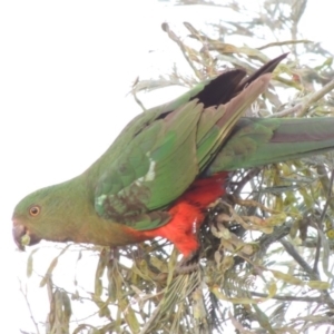 Alisterus scapularis at Paddys River, ACT - 30 Nov 2016