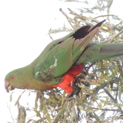 Alisterus scapularis (Australian King-Parrot) at Paddys River, ACT - 30 Nov 2016 by michaelb