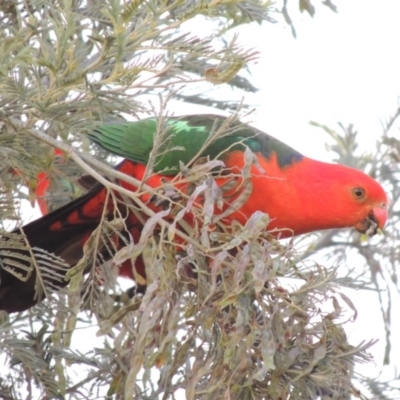 Alisterus scapularis (Australian King-Parrot) at Point Hut to Tharwa - 30 Nov 2016 by michaelb