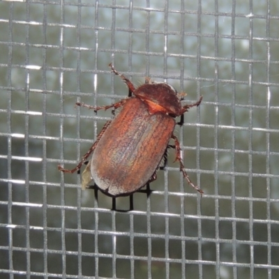 Sericesthis nigrolineata (Dusky pasture scarab) at Pollinator-friendly garden Conder - 1 Dec 2016 by michaelb