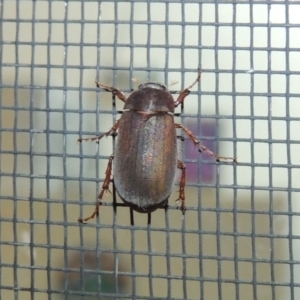 Sericesthis nigrolineata at Conder, ACT - 1 Dec 2016