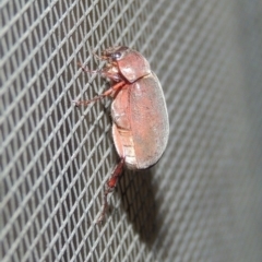 Sericesthis nigrolineata at Conder, ACT - 1 Dec 2016