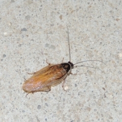 Johnrehnia australiae (Rehn's Cockroach) at Conder, ACT - 2 Dec 2016 by michaelb