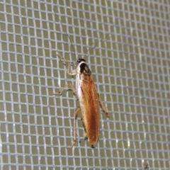 Johnrehnia australiae at Conder, ACT - 3 Dec 2016 01:14 AM