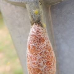 Austracantha minax at Conder, ACT - 1 Jan 2017