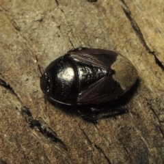 Cydnidae (family) (Burrower bug) at Conder, ACT - 3 Dec 2016 by MichaelBedingfield