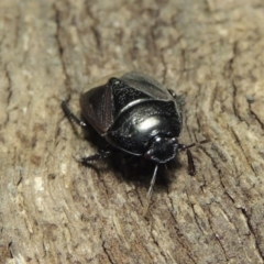 Cydnidae (family) at Pollinator-friendly garden Conder - 3 Dec 2016