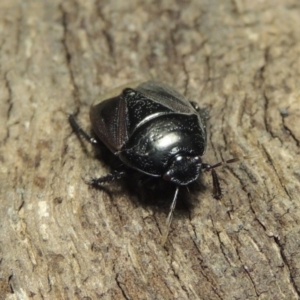 Cydnidae (family) at Pollinator-friendly garden Conder - 3 Dec 2016