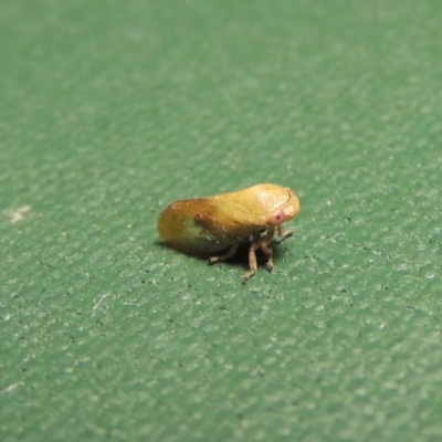 Chaetophyes compacta (Tube spittlebug) at Pollinator-friendly garden Conder - 2 Dec 2016 by michaelb