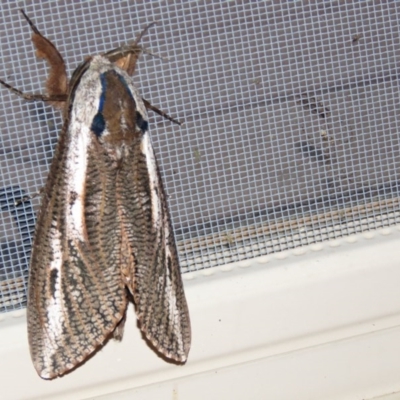 Endoxyla encalypti (Wattle Goat Moth) at QPRC LGA - 17 Nov 2015 by CCPK